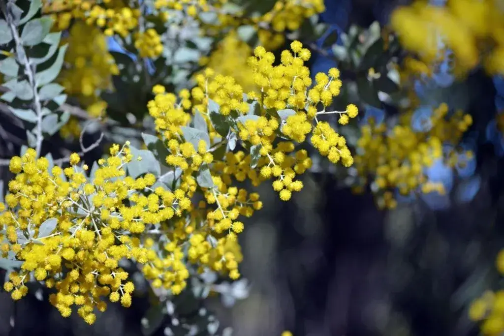Acacia Blossoms