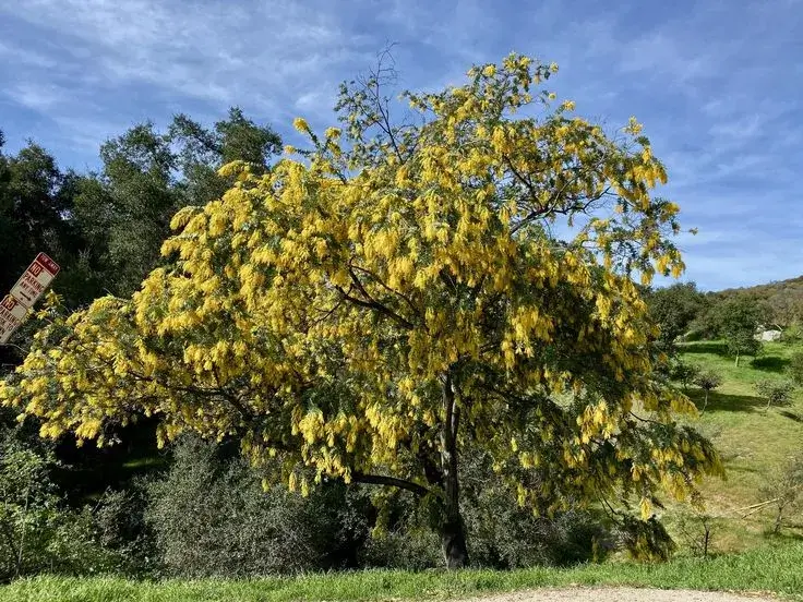 Acacia Tree