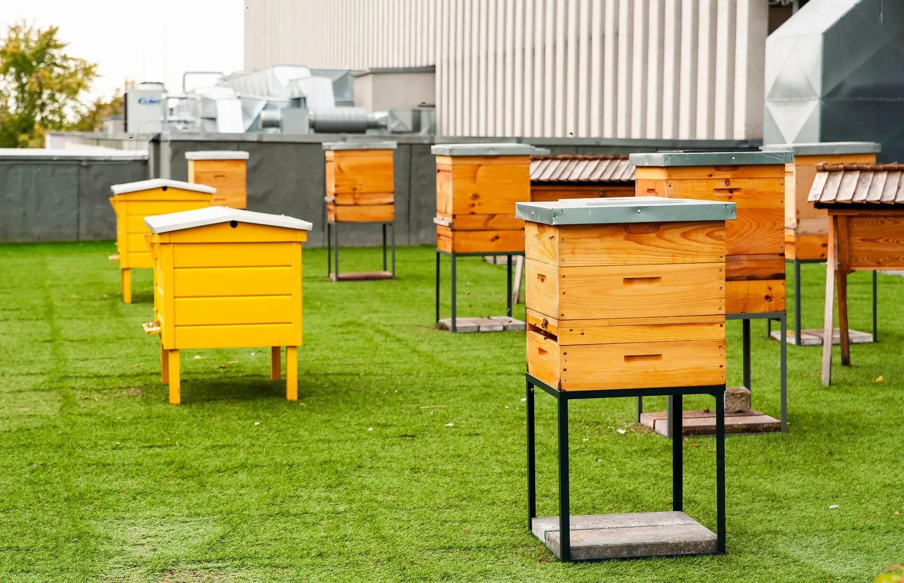 Modern Apiary