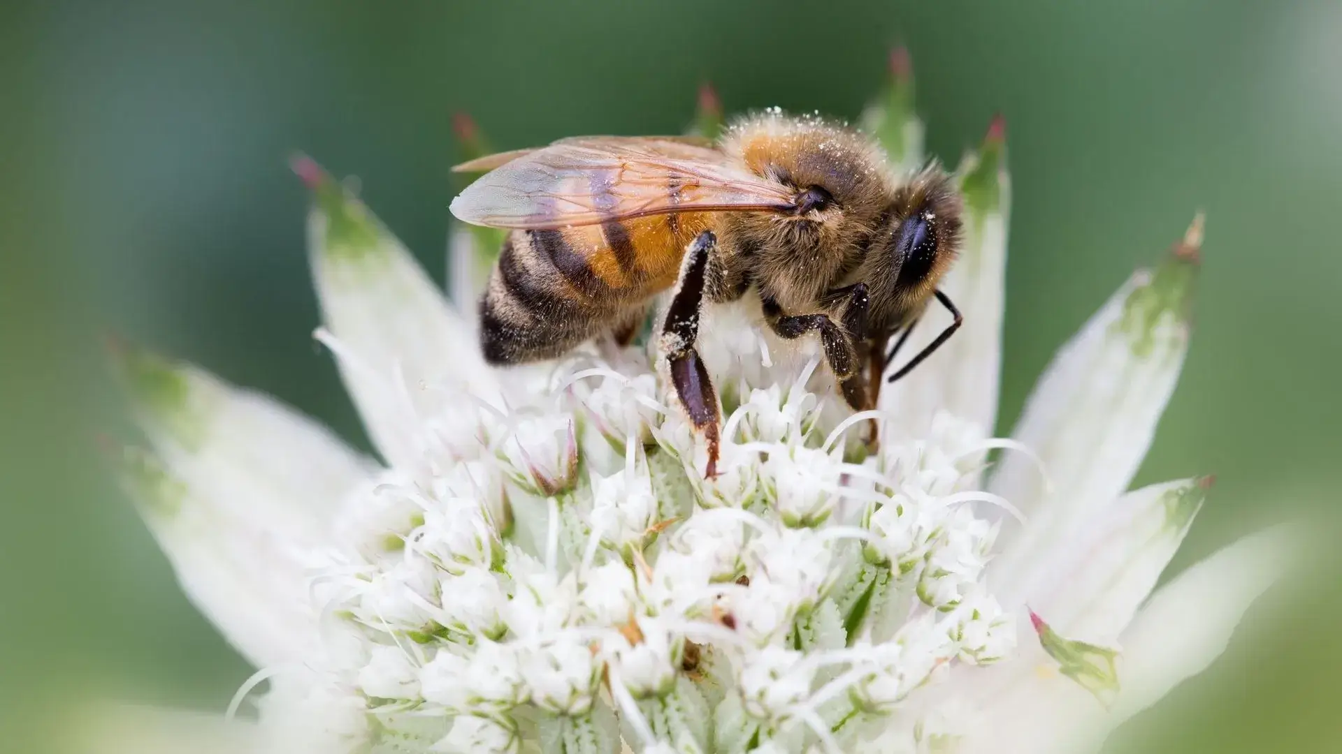 Bee Collecting Nectar