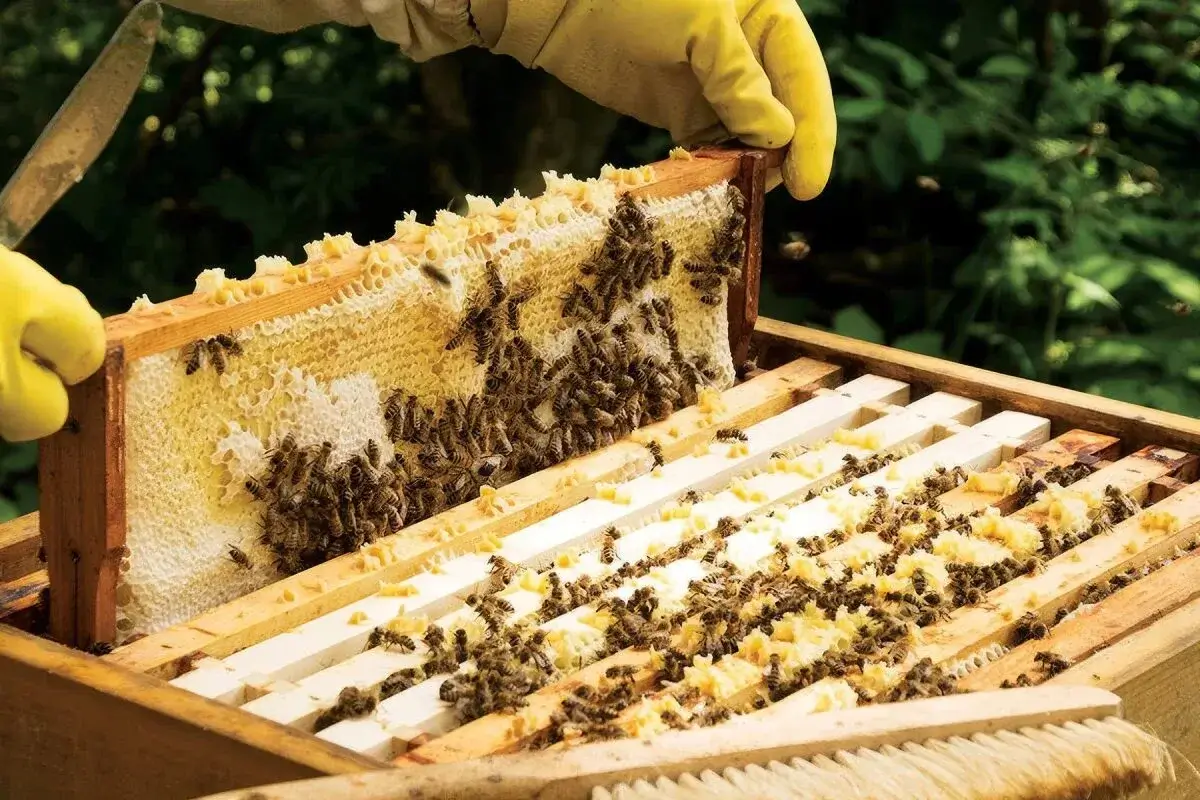Summer Beekeeping