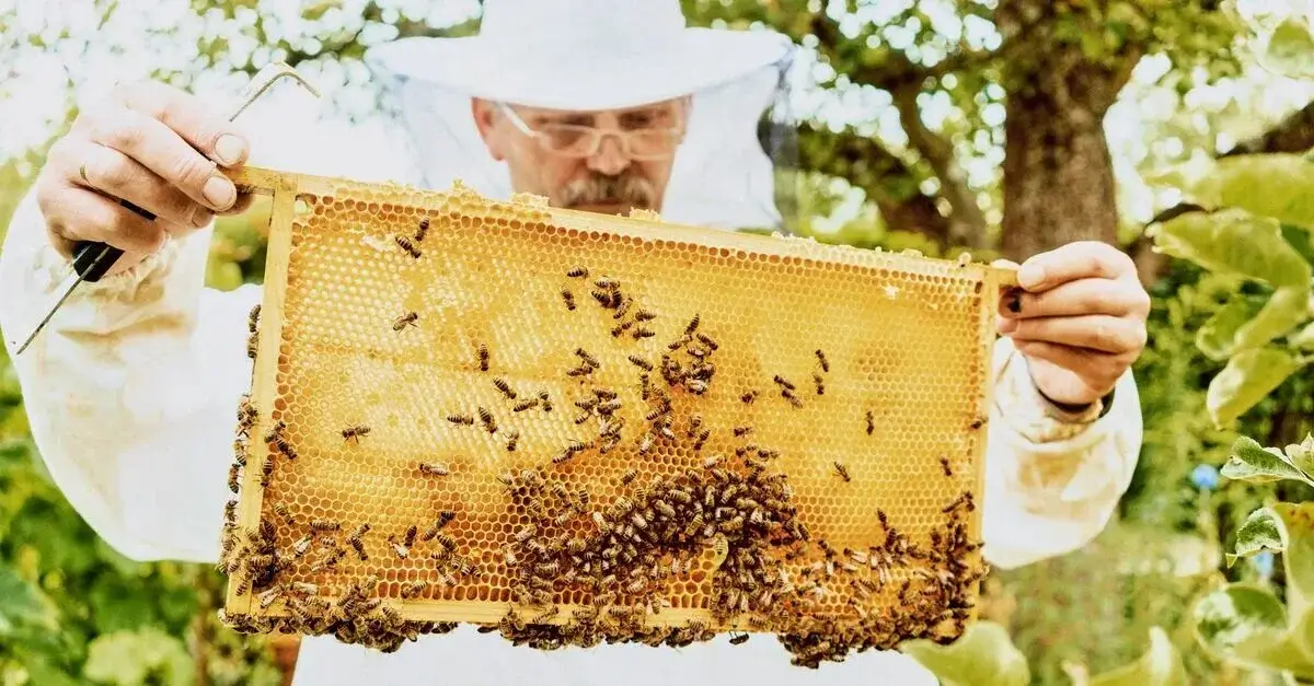 Spring Beekeeping