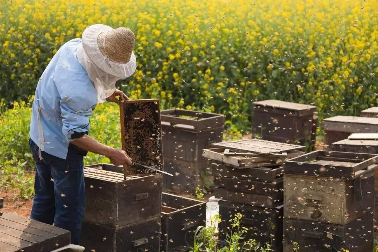 Traditional Beekeeping