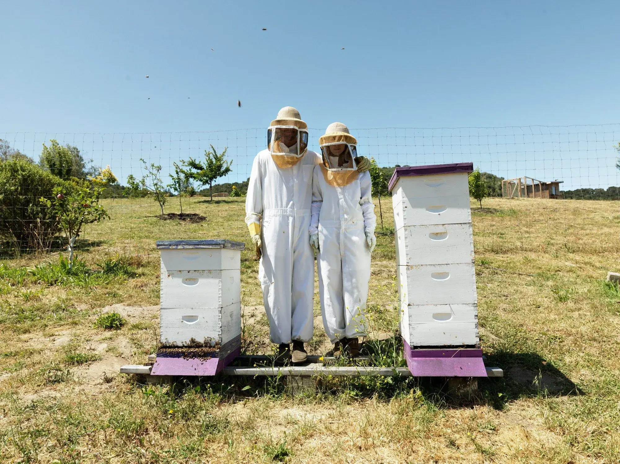 Vintage Beekeeping