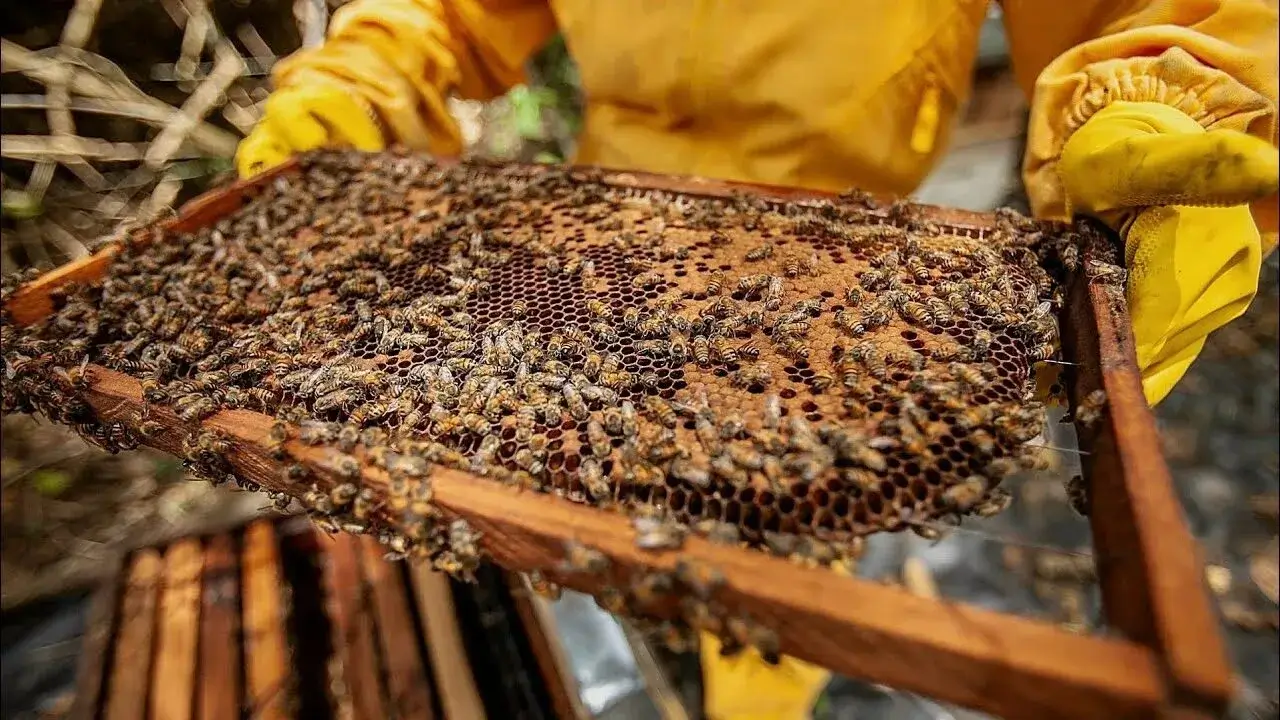 Honey Extraction