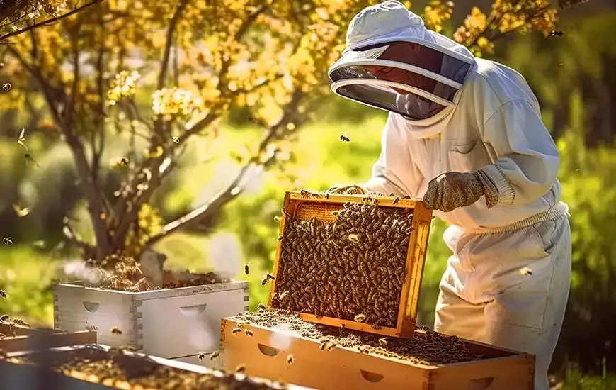 Honey Harvest