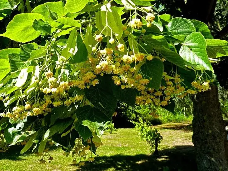 Linden Tree