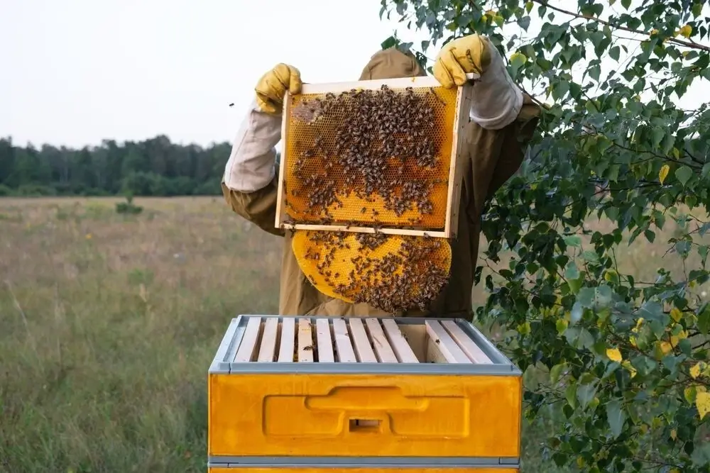 Hive Monitoring