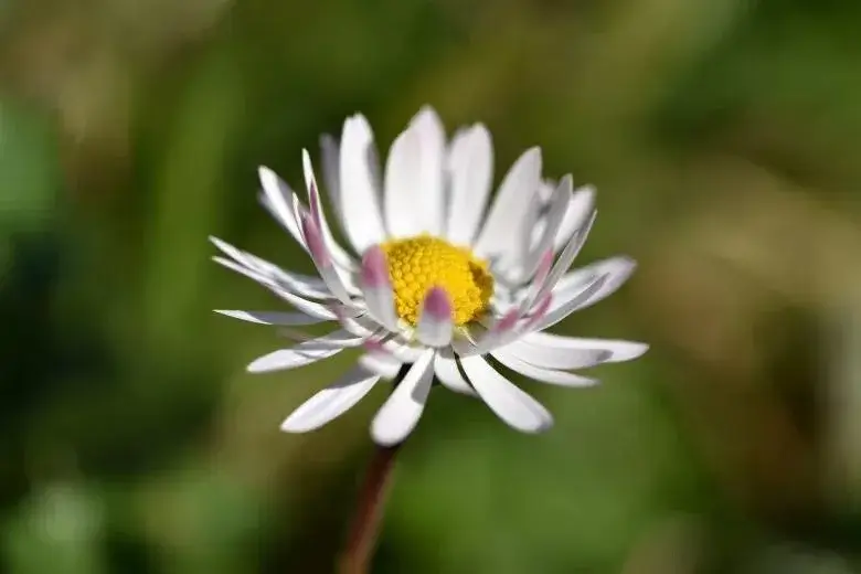 Wildflower Closeup
