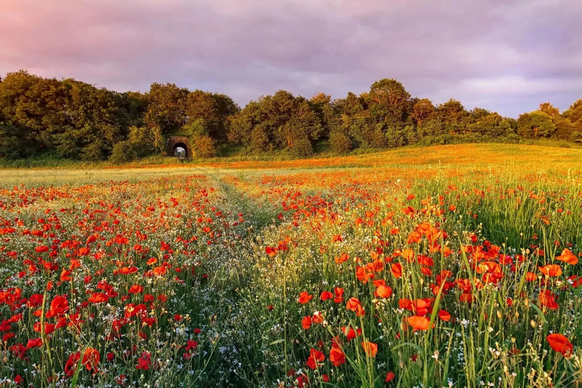 Wildflower Field